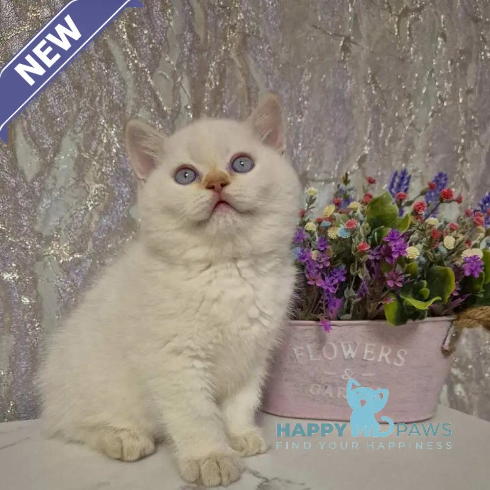 Amour British Shorthair male chocolate golden chinchilla pointed live animals