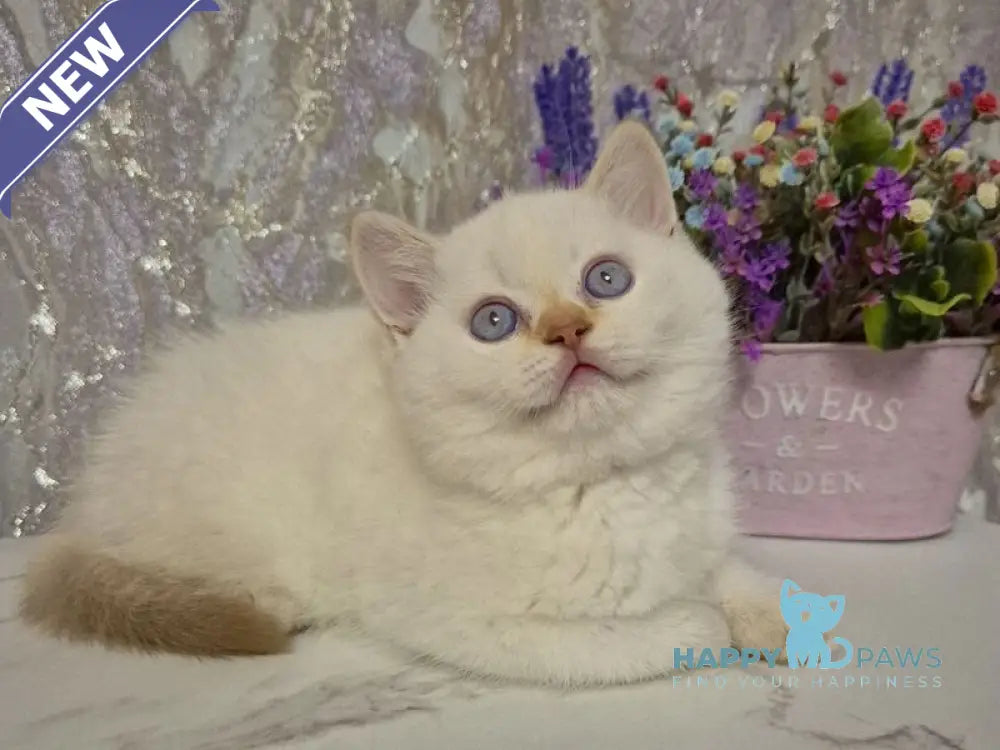 Amour British Shorthair male chocolate golden chinchilla pointed live animals