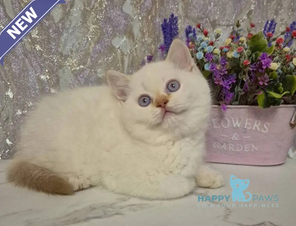 Amour British Shorthair male chocolate golden chinchilla pointed live animals