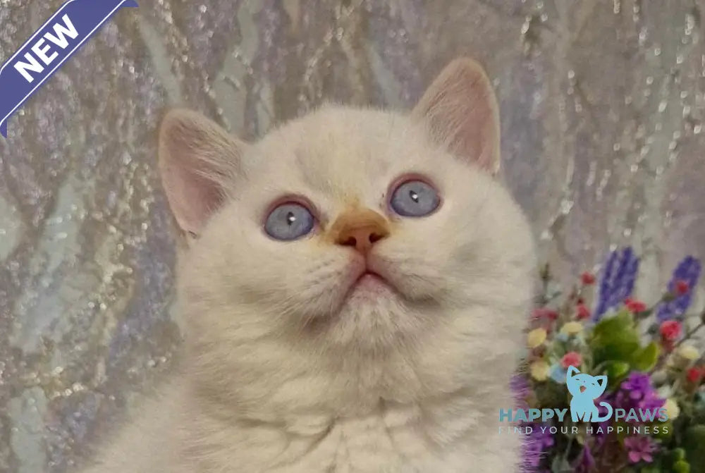 Amour British Shorthair male chocolate golden chinchilla pointed live animals