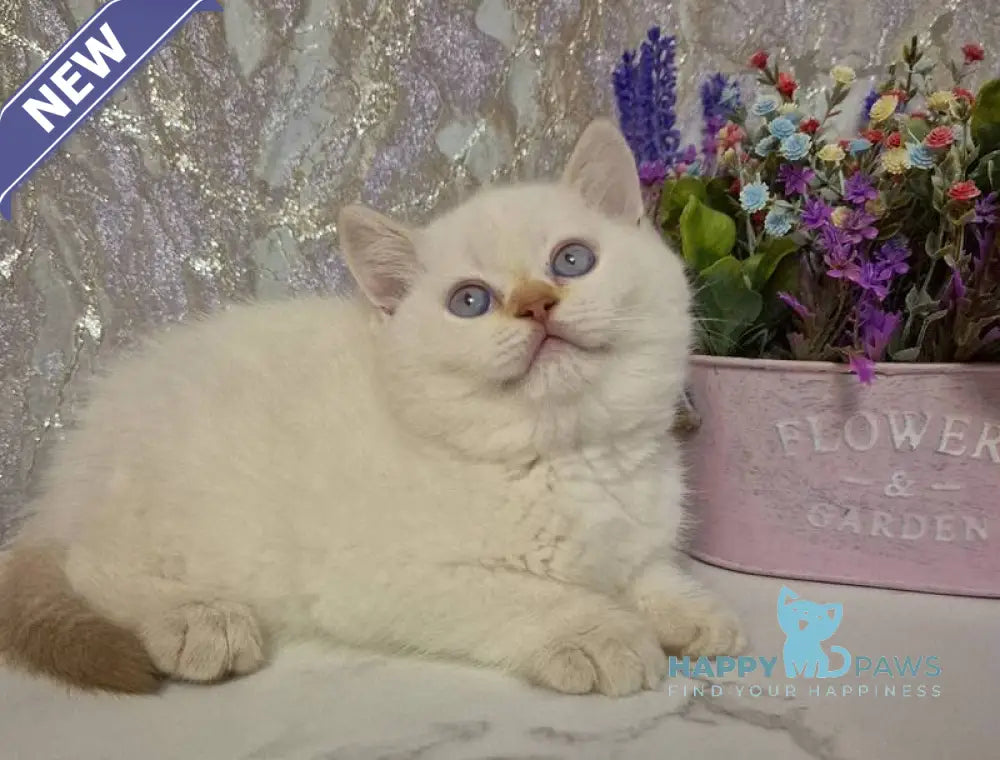 Amour British Shorthair male chocolate golden chinchilla pointed live animals
