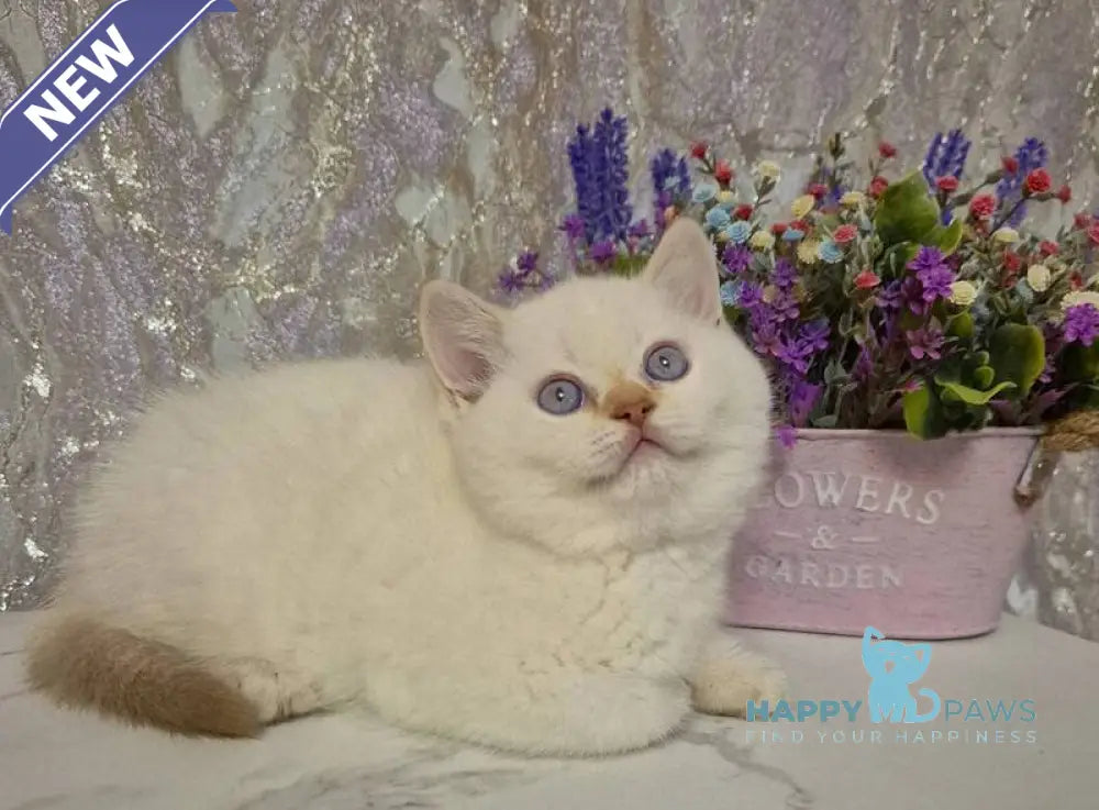 Amour British Shorthair male chocolate golden chinchilla pointed live animals