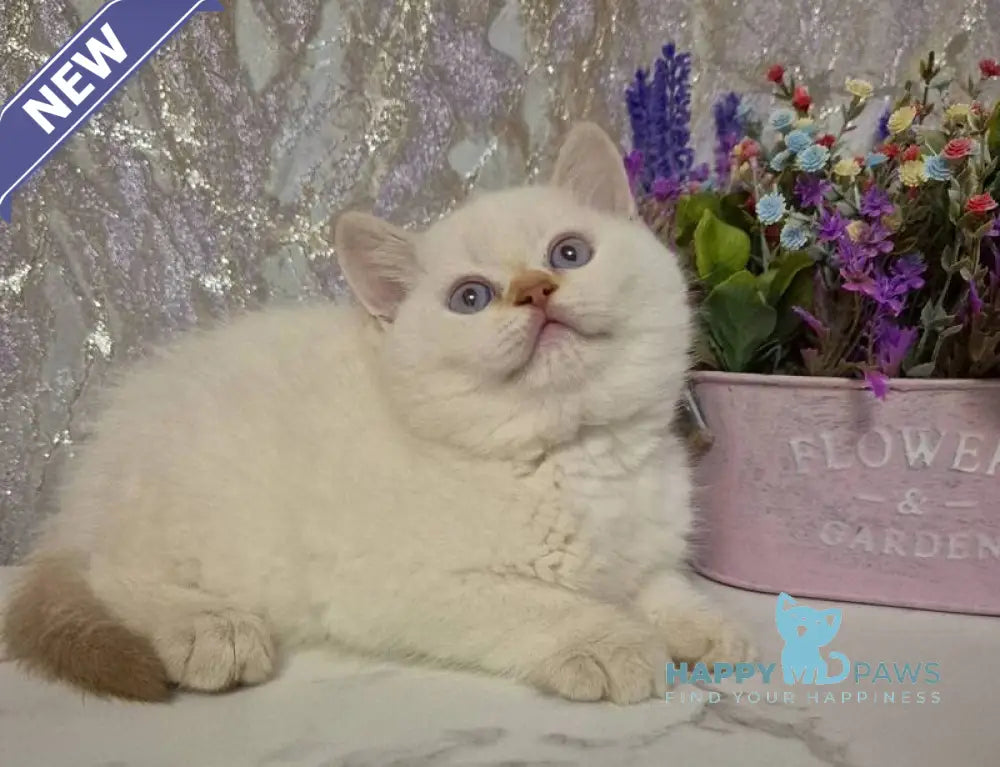 Amour British Shorthair male chocolate golden chinchilla pointed live animals