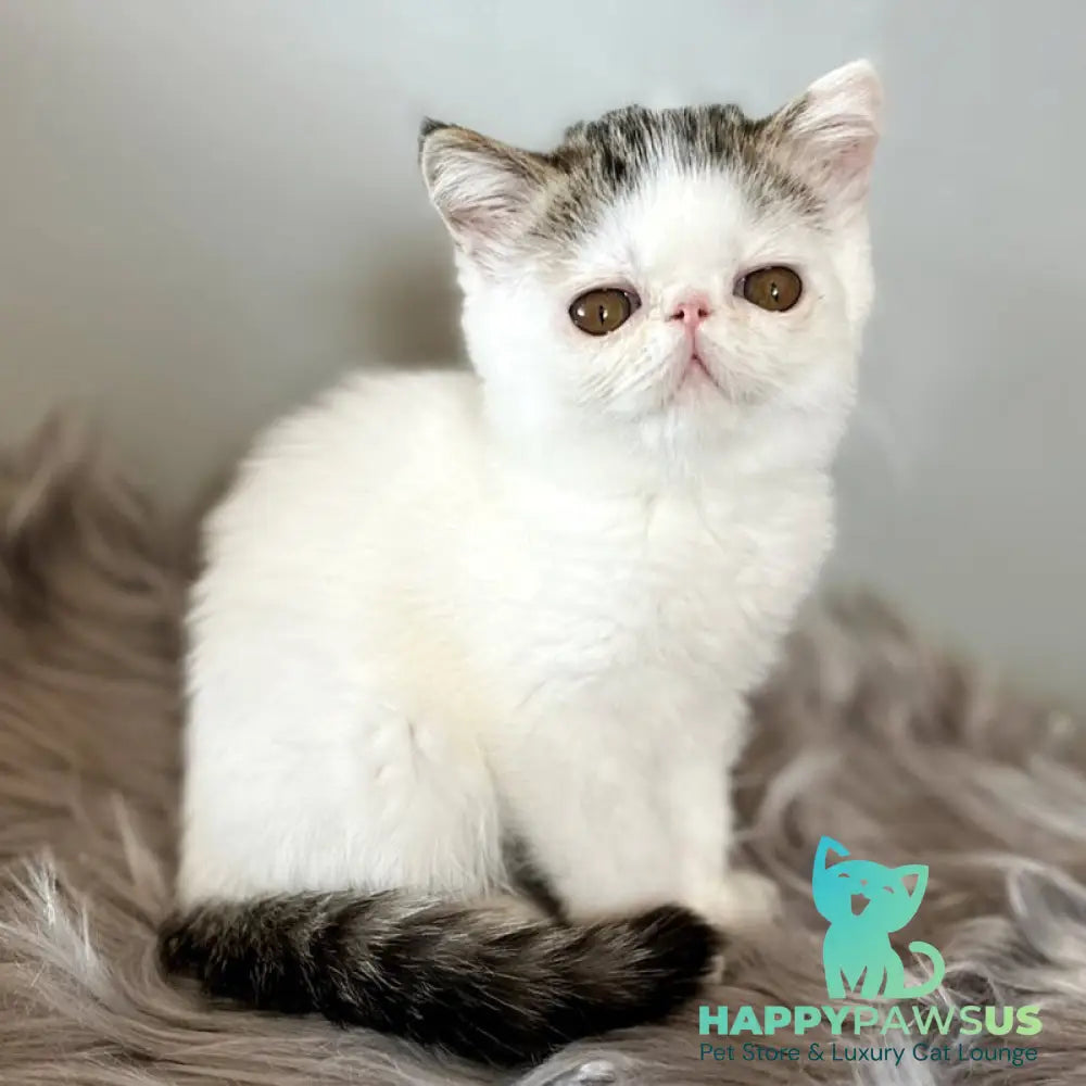 Amour Exotic female black spotted tabby van - live animals