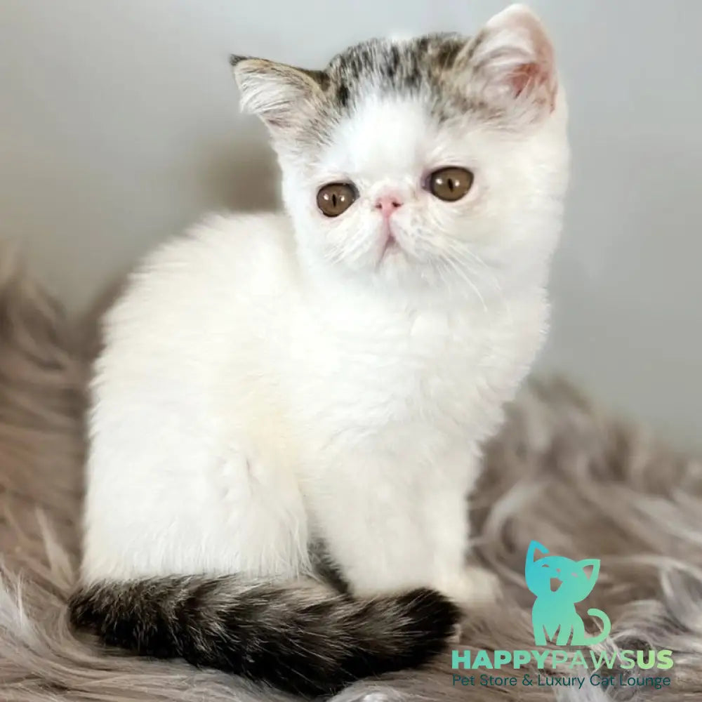 Amour Exotic female black spotted tabby van - live animals
