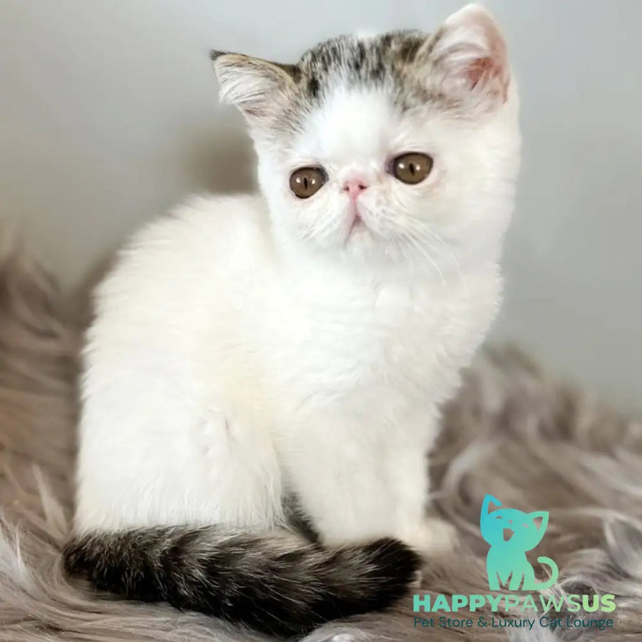 Amour Exotic female black spotted tabby van - live animals
