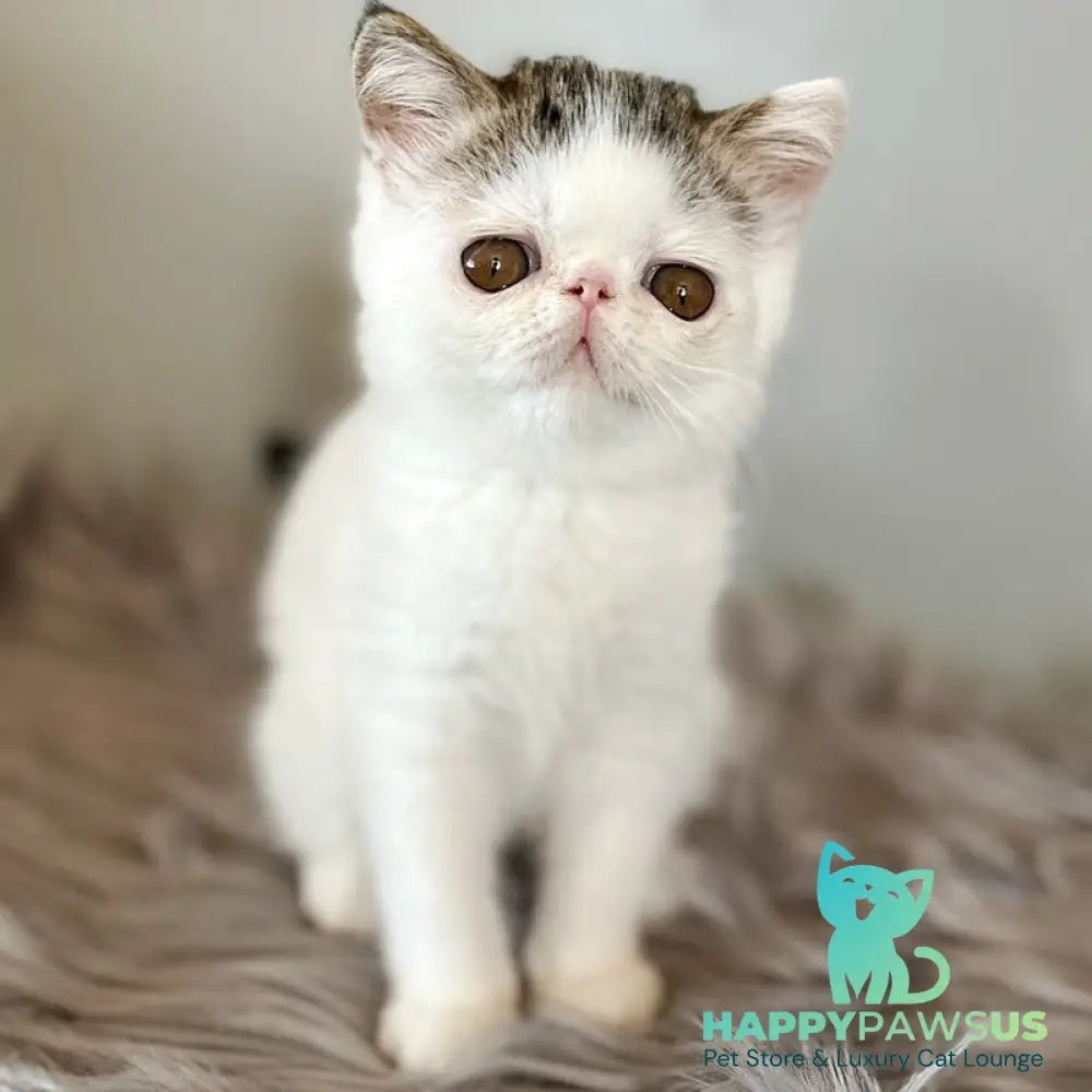 Amour Exotic female black spotted tabby van - live animals