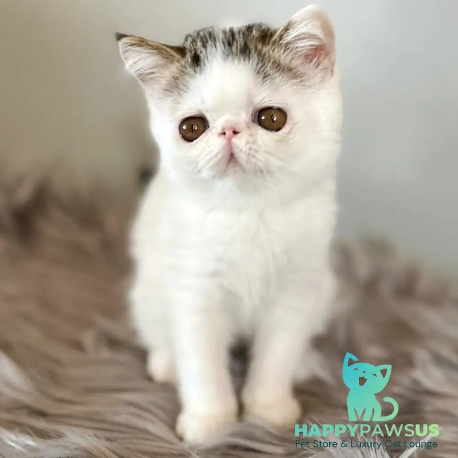 Amour Exotic female black spotted tabby van - live animals
