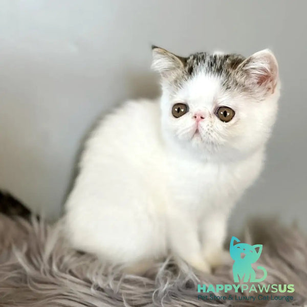 Amour Exotic female black spotted tabby van - live animals