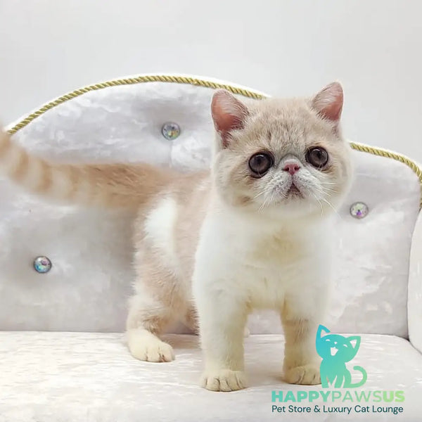 Amrisha Exotic female cream bicolour - live animals