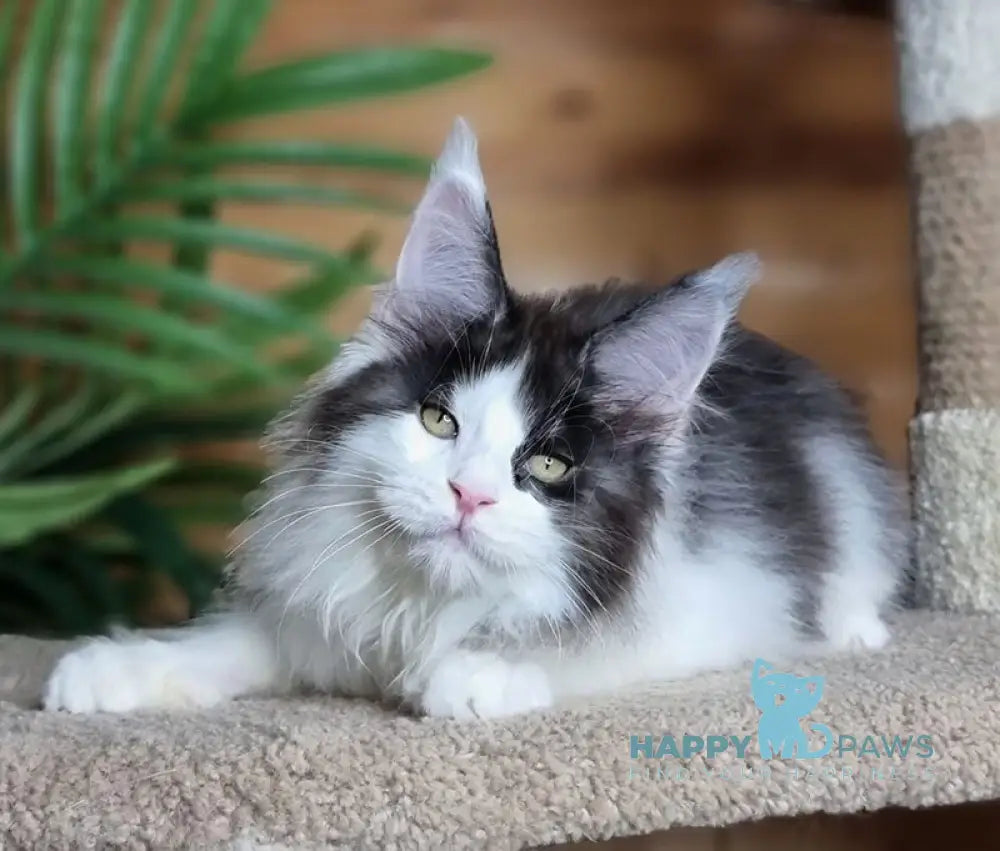 Amulet Maine Coon male black silver harlequin live animals