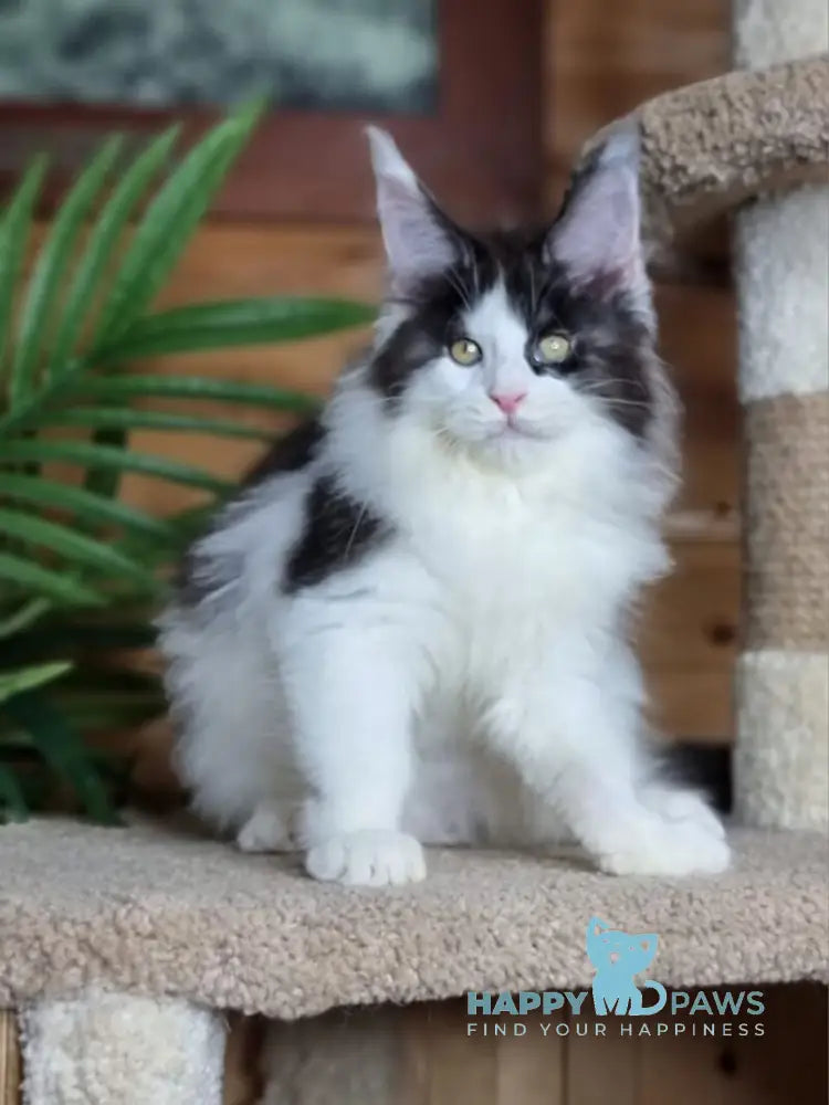 Amulet Maine Coon male black silver harlequin live animals