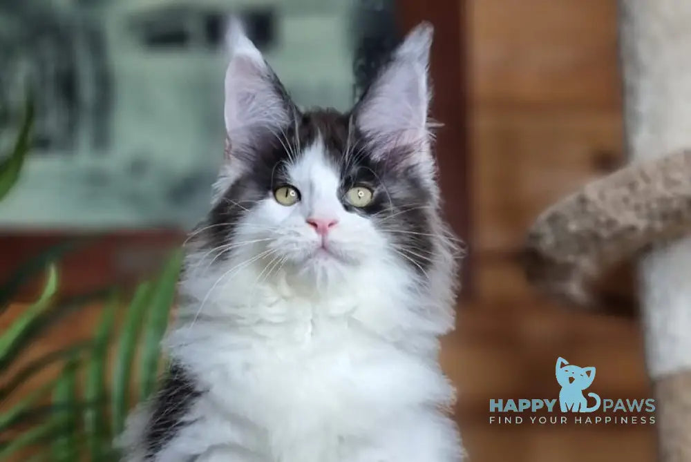 Amulet Maine Coon male black silver harlequin live animals