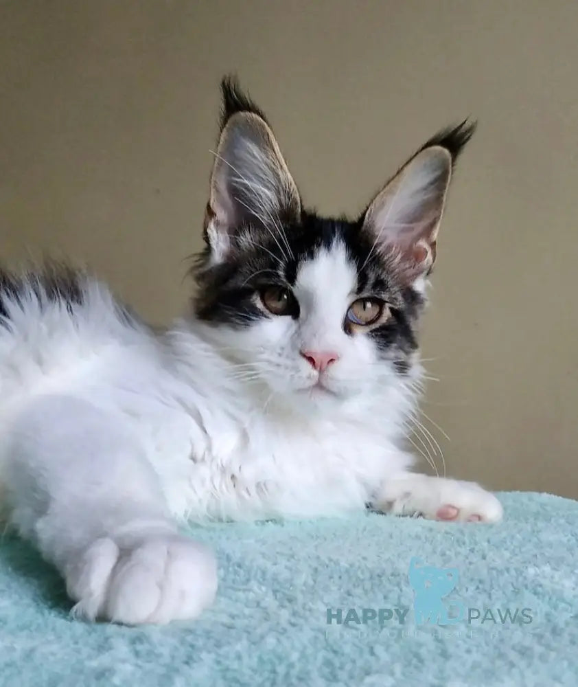 Amulet Maine Coon male black tabby bicolour live animals