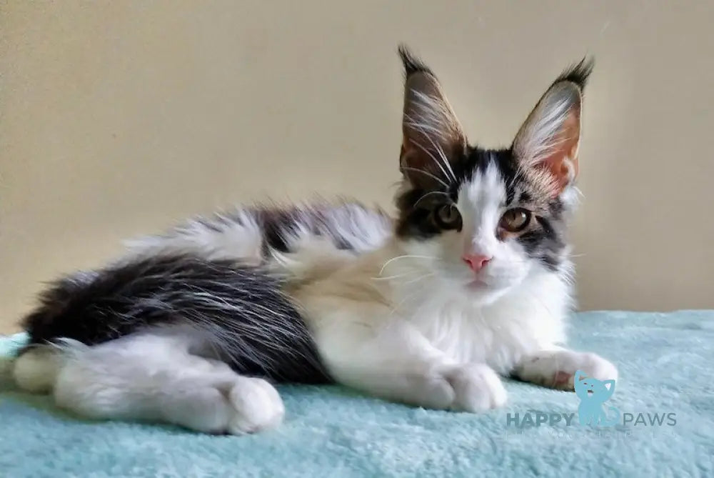 Amulet Maine Coon male black tabby bicolour live animals