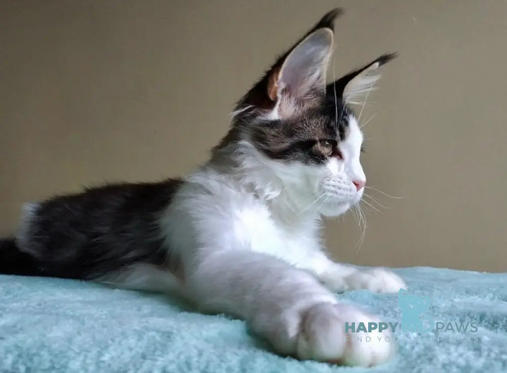 Amulet Maine Coon male black tabby bicolour live animals