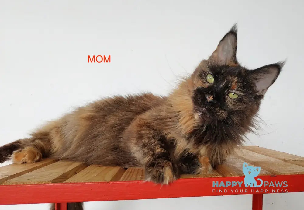 Amulet Maine Coon male black tabby bicolour live animals