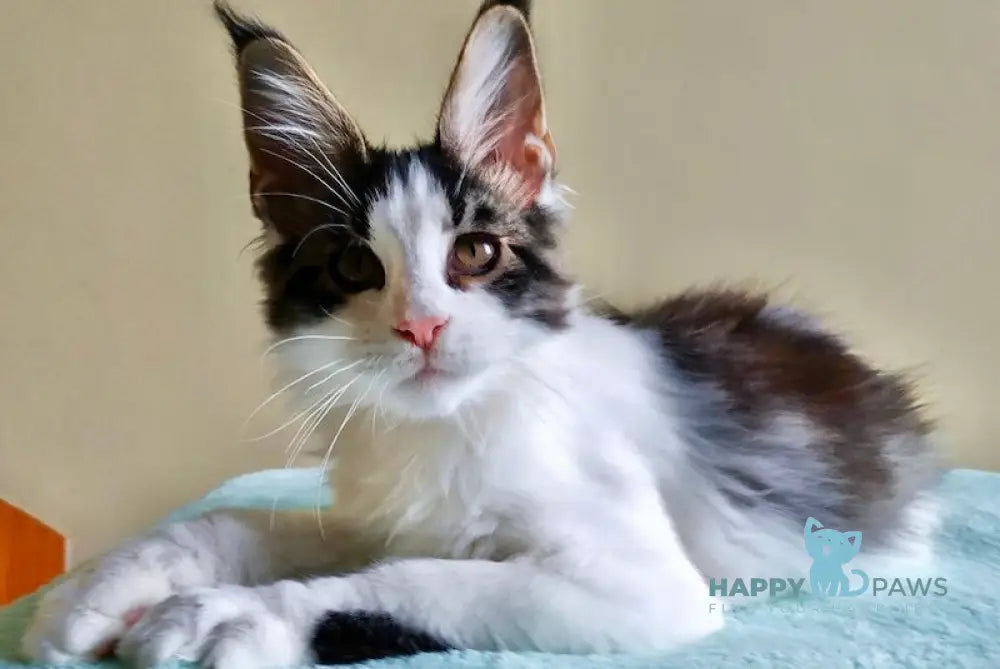 Amulet Maine Coon male black tabby bicolour live animals