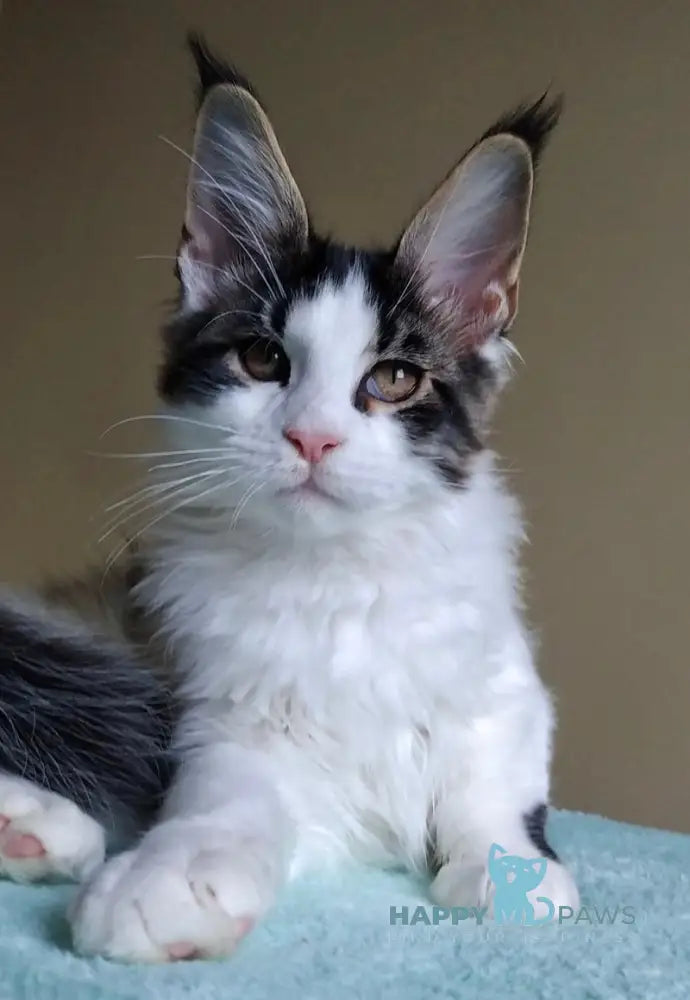 Amulet Maine Coon male black tabby bicolour live animals