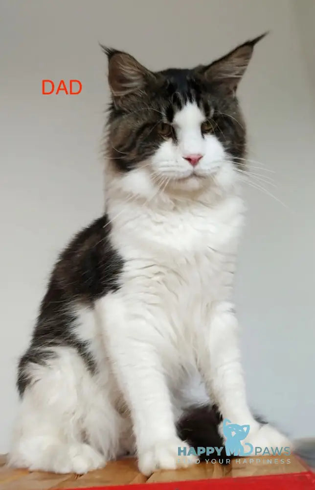Amulet Maine Coon male black tabby bicolour live animals