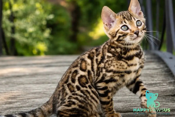 Ariella Bengal female black spotted tabby - live animals