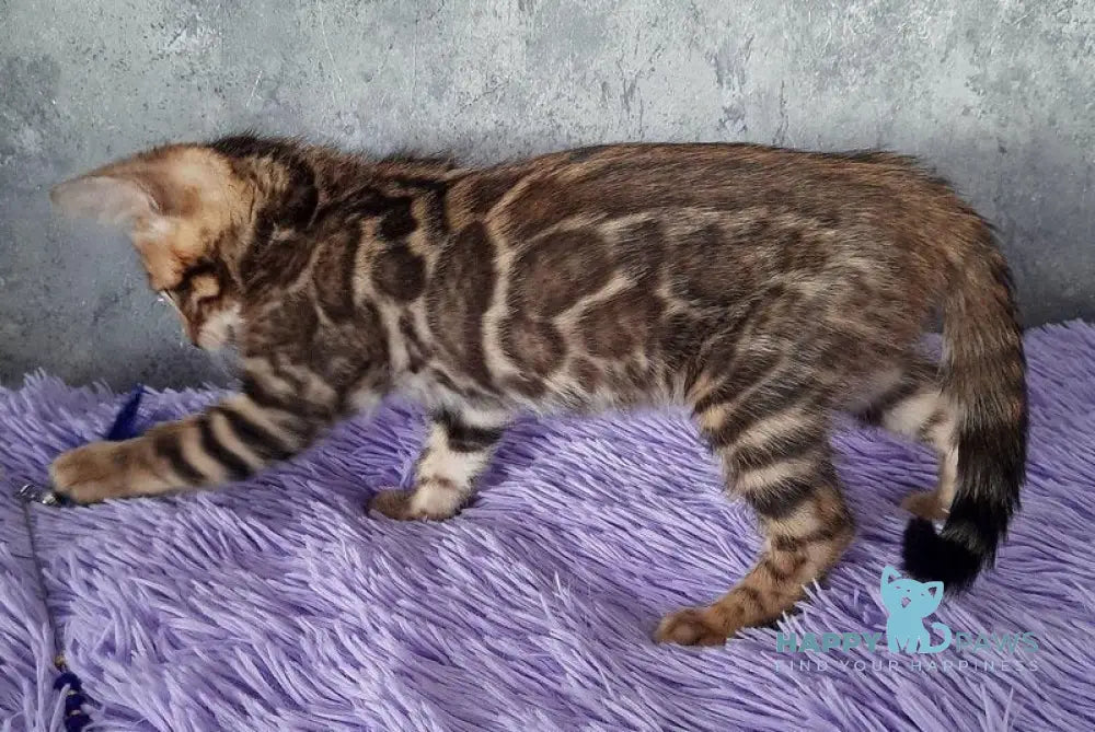 Amur Bengal male black spotted tabby - live animals