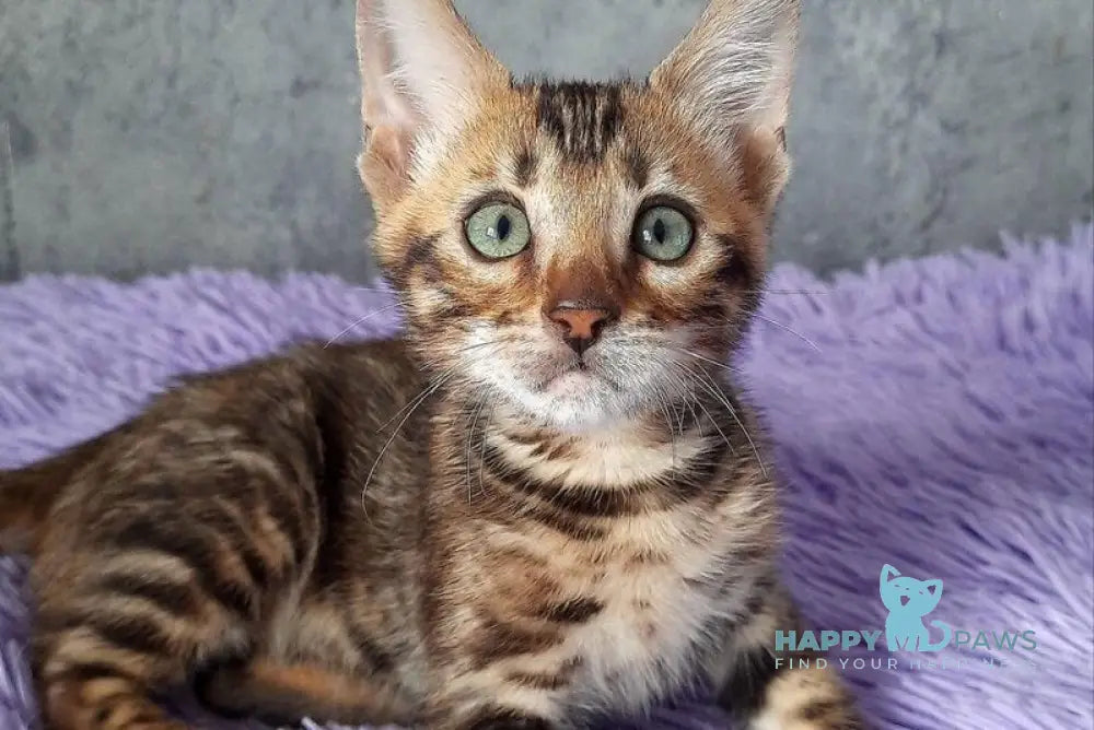 Amur Bengal male black spotted tabby - live animals