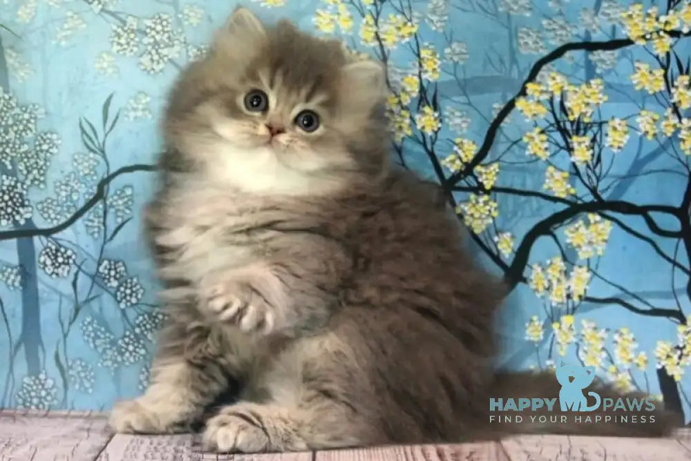 Amur British Longhair male blue golden ticked tabby - live animals