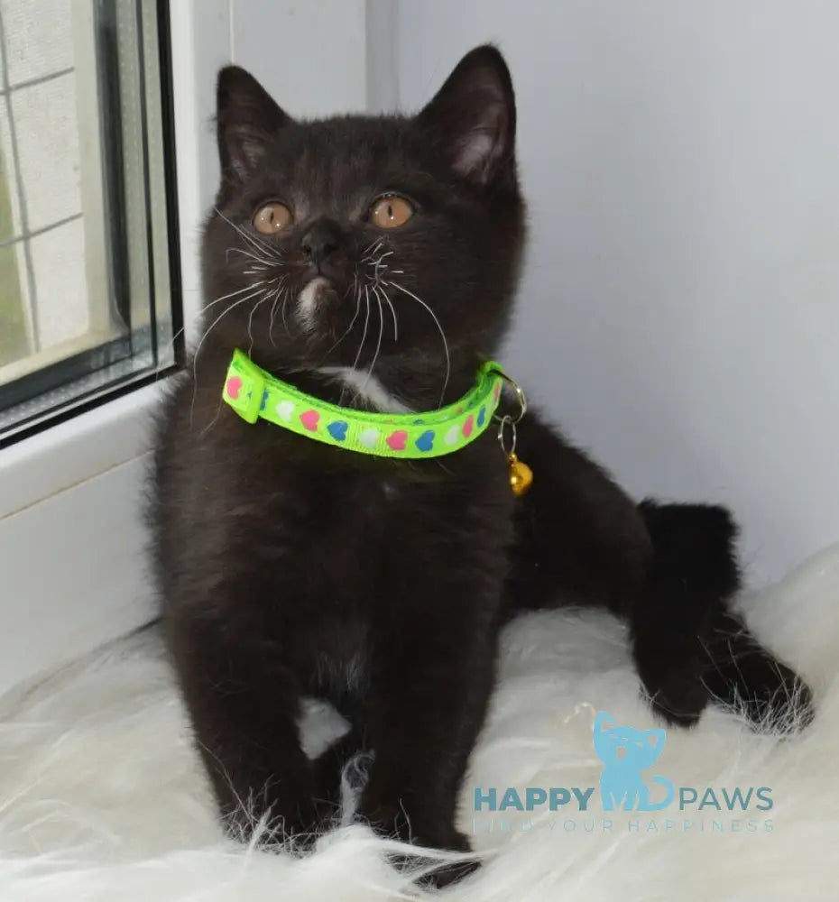 Amur British Shorthair male black with white live animals