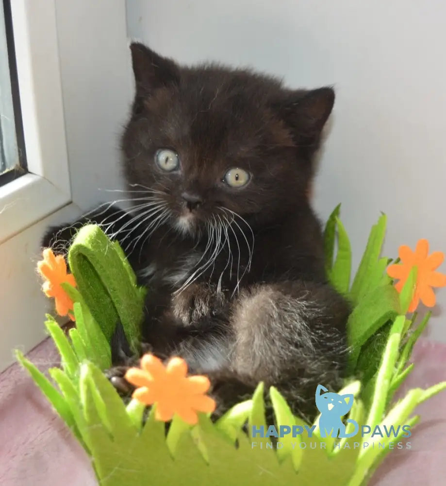 Amur British Shorthair male black with white live animals