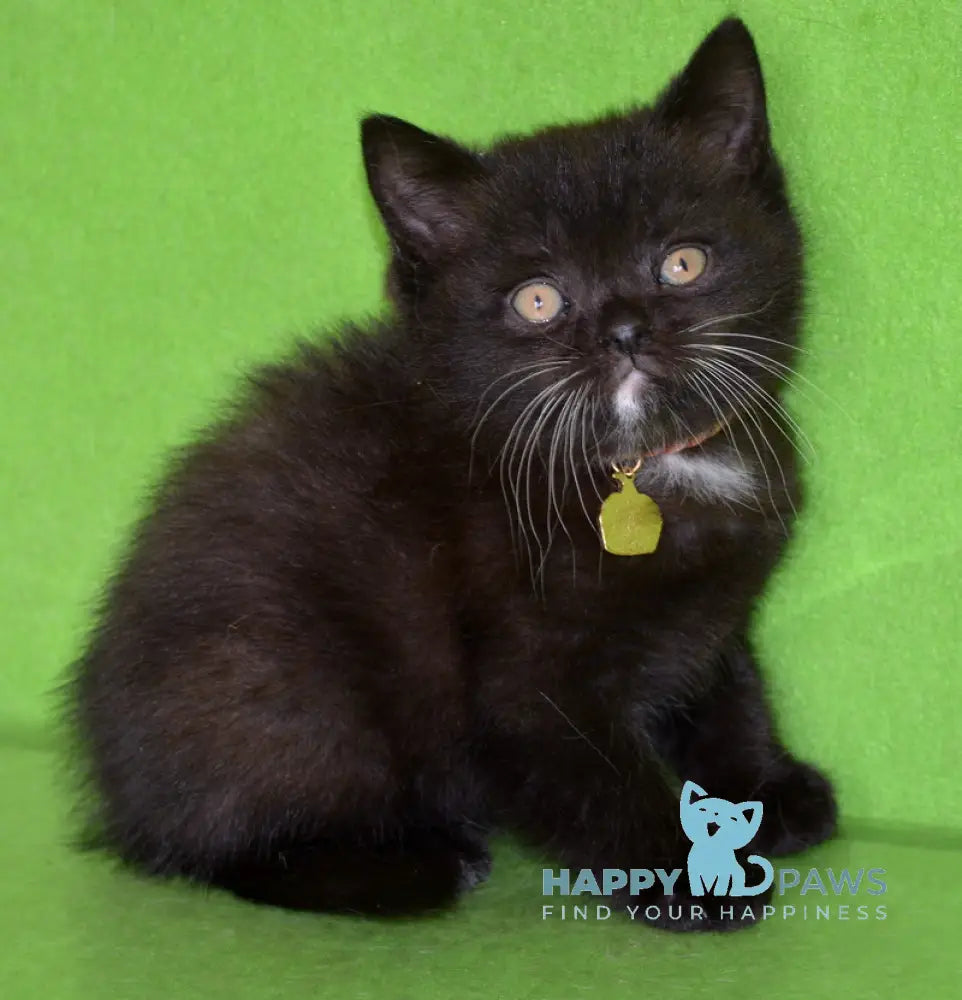 Amur British Shorthair male black with white live animals