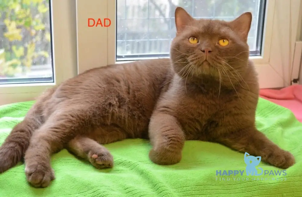 Amur British Shorthair male black with white live animals