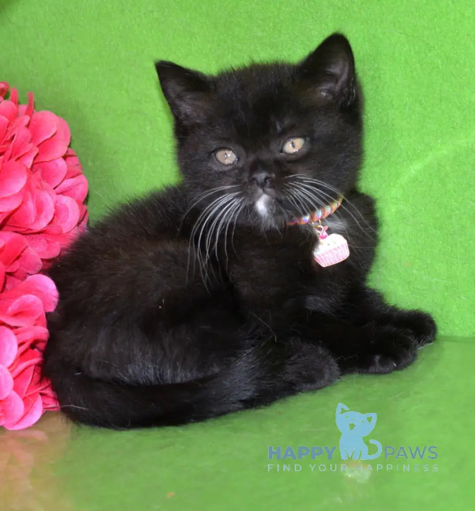 Amur British Shorthair male black with white live animals