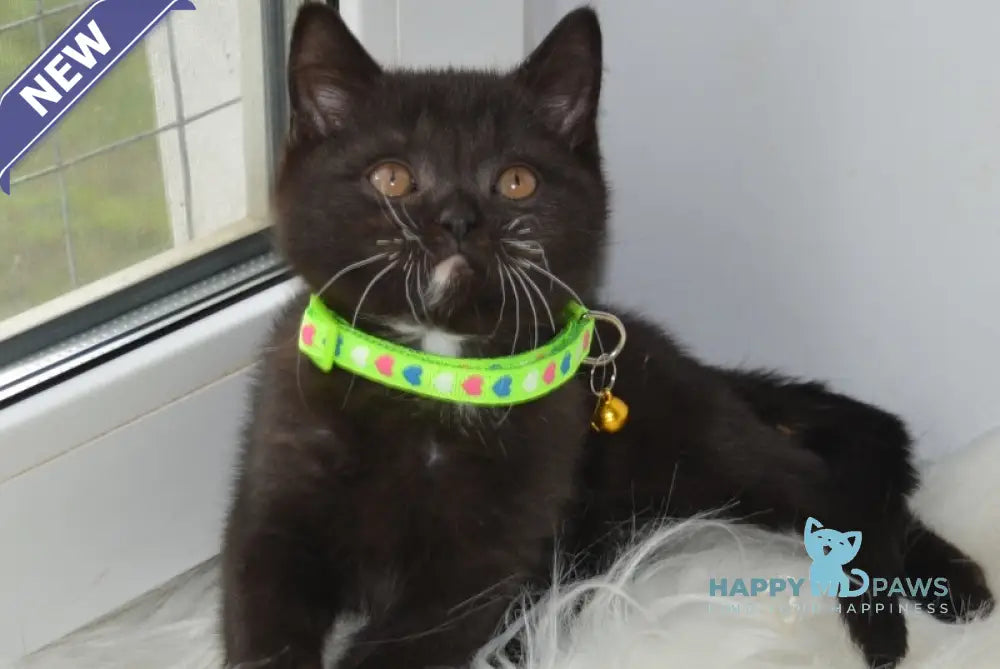 Amur British Shorthair male black with white live animals