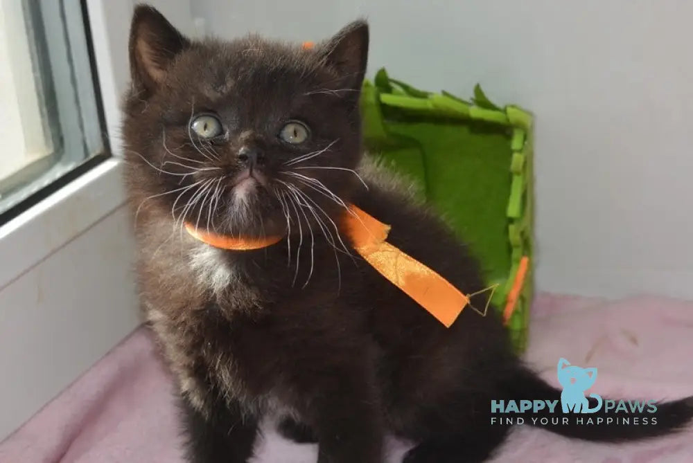 Amur British Shorthair male black with white live animals