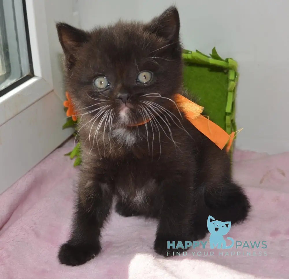 Amur British Shorthair male black with white live animals