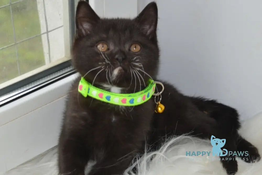 Amur British Shorthair male black with white live animals