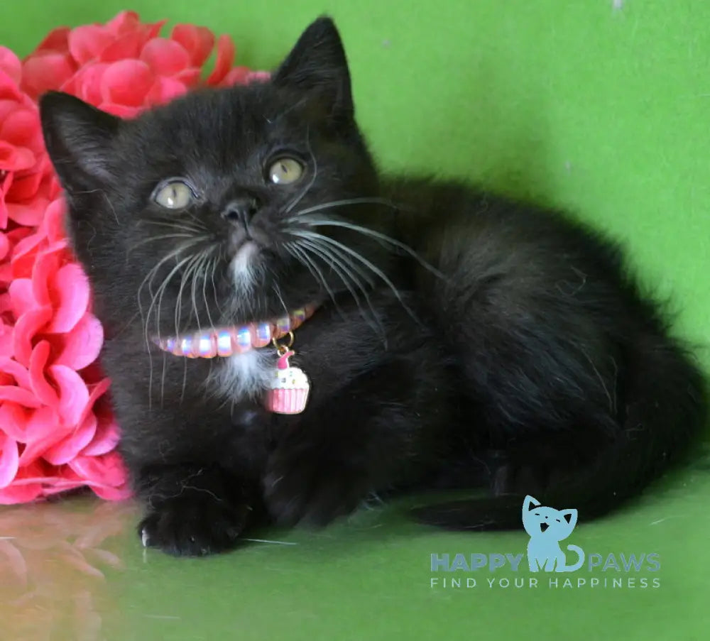 Amur British Shorthair male black with white live animals