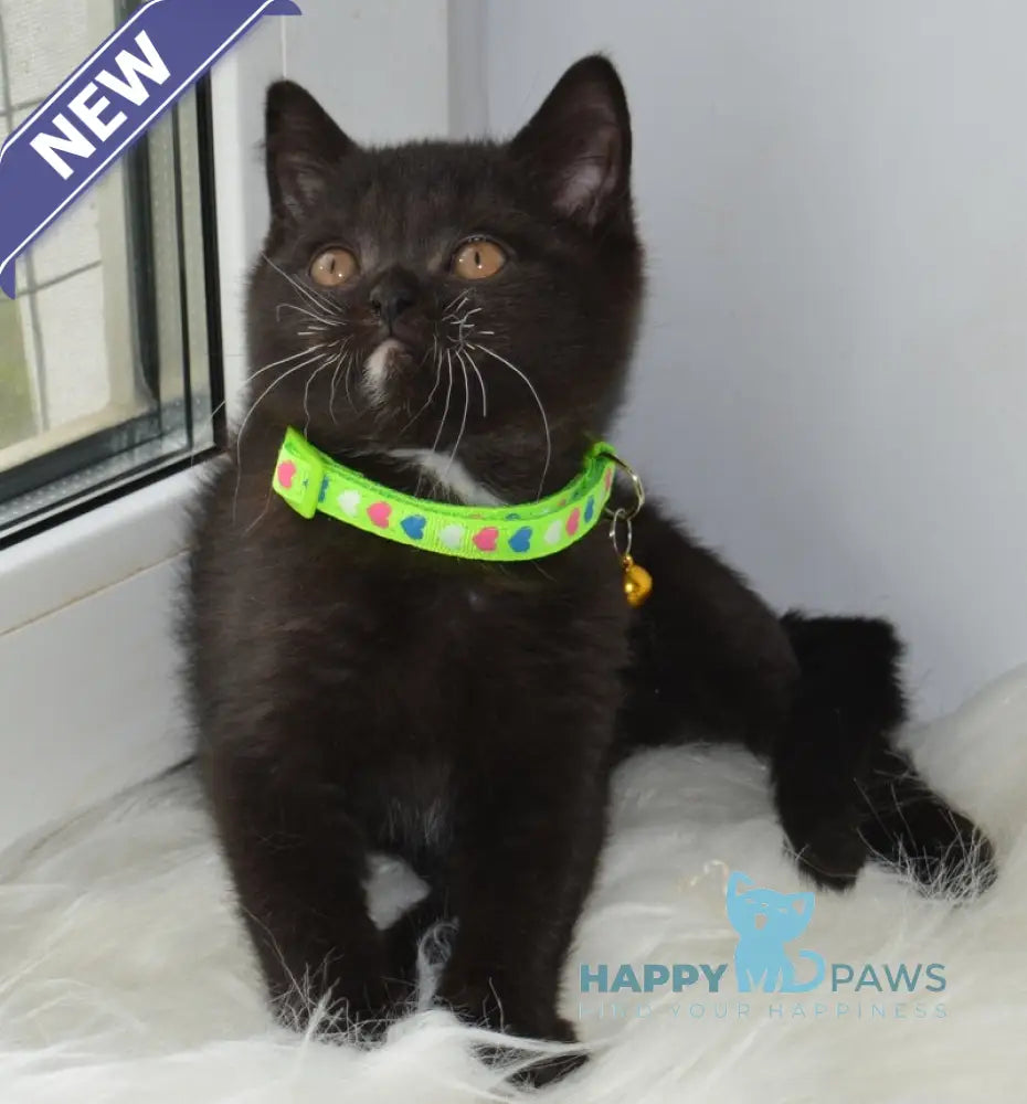 Amur British Shorthair male black with white live animals