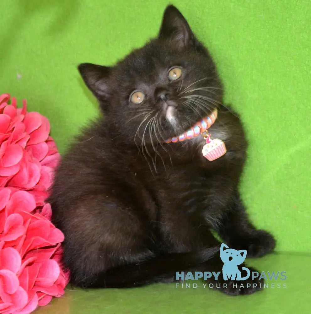 Amur British Shorthair male black with white live animals