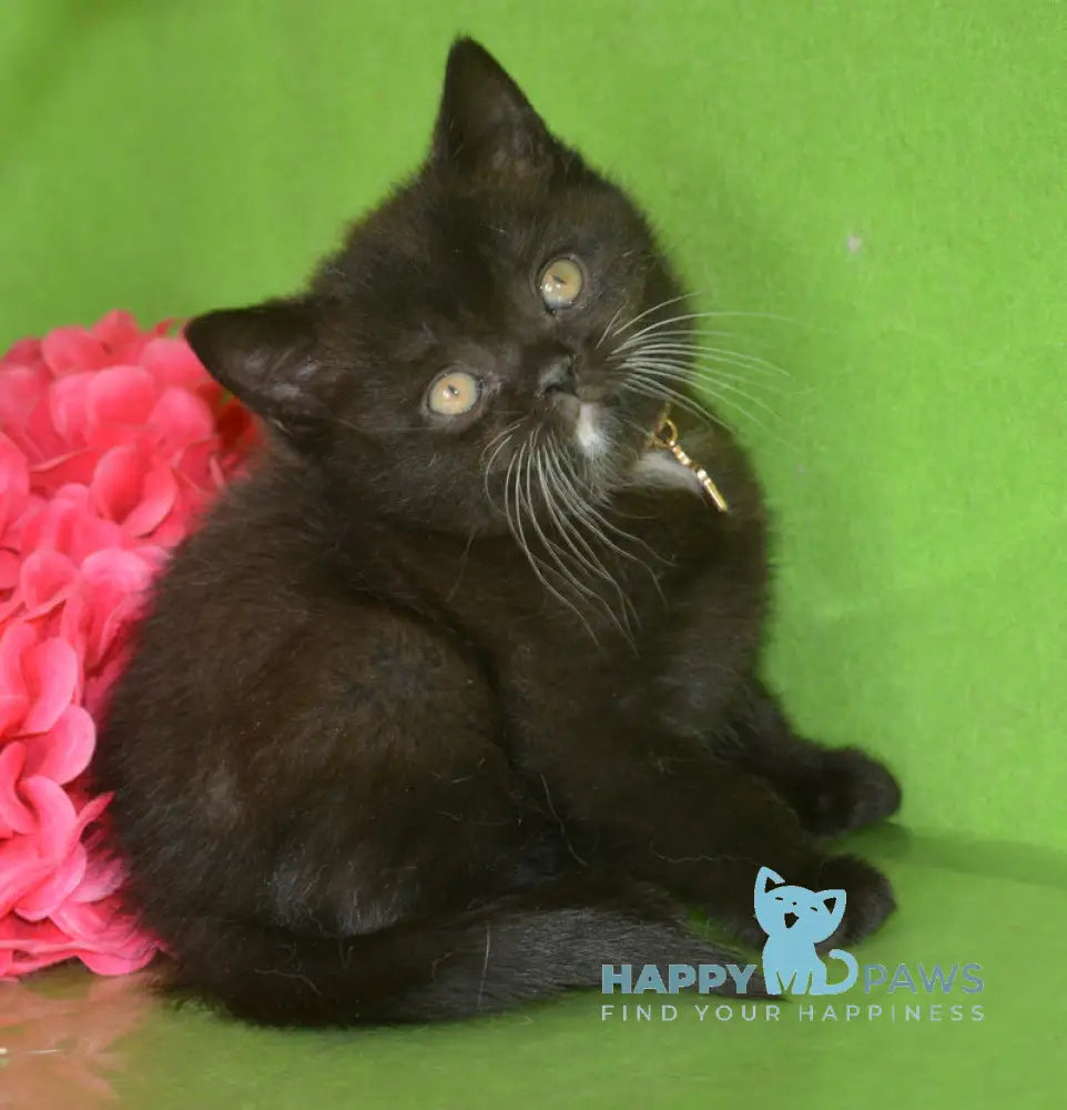 Amur British Shorthair male black with white live animals