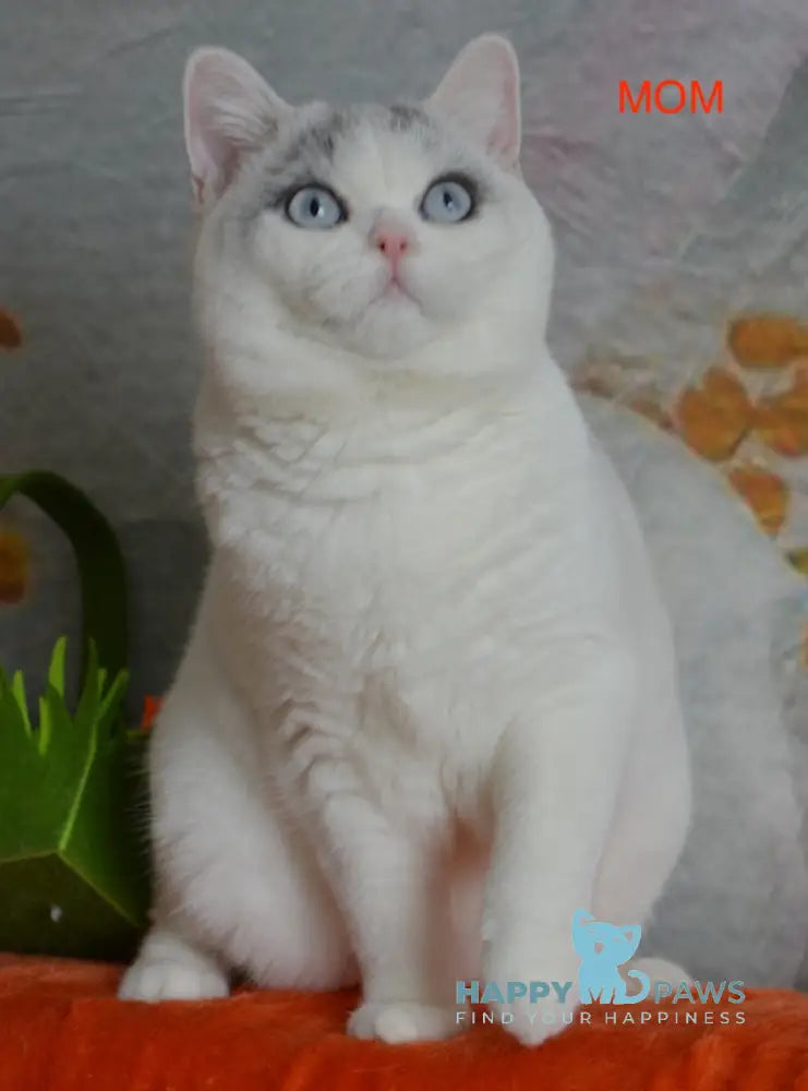 Amur British Shorthair male black with white live animals