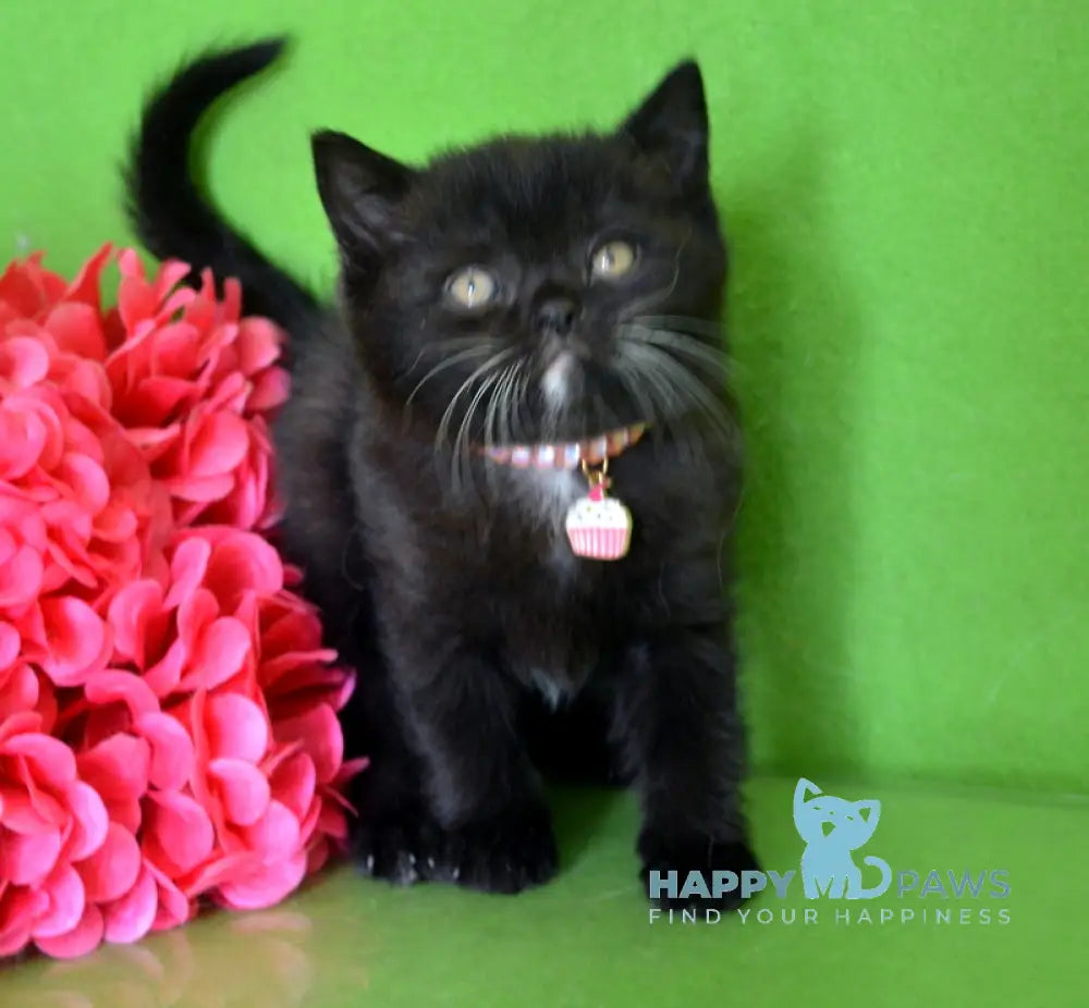 Amur British Shorthair male black with white live animals