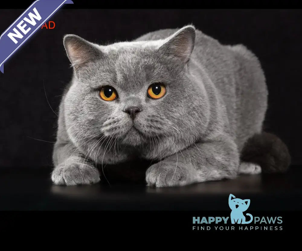 Amur British Shorthair male blue live animals