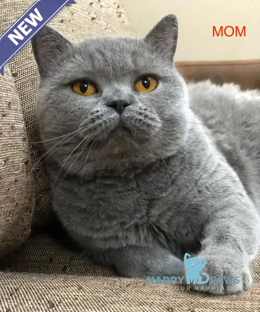 Amur British Shorthair male blue live animals