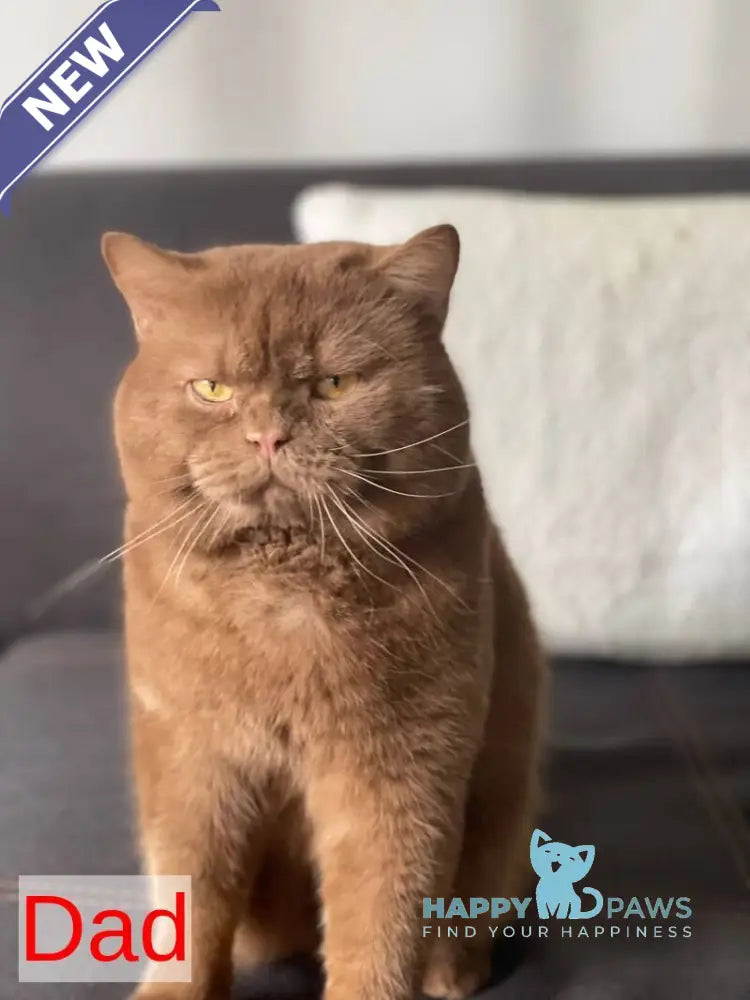 Amur British Shorthair male chocolate golden shaded live animals