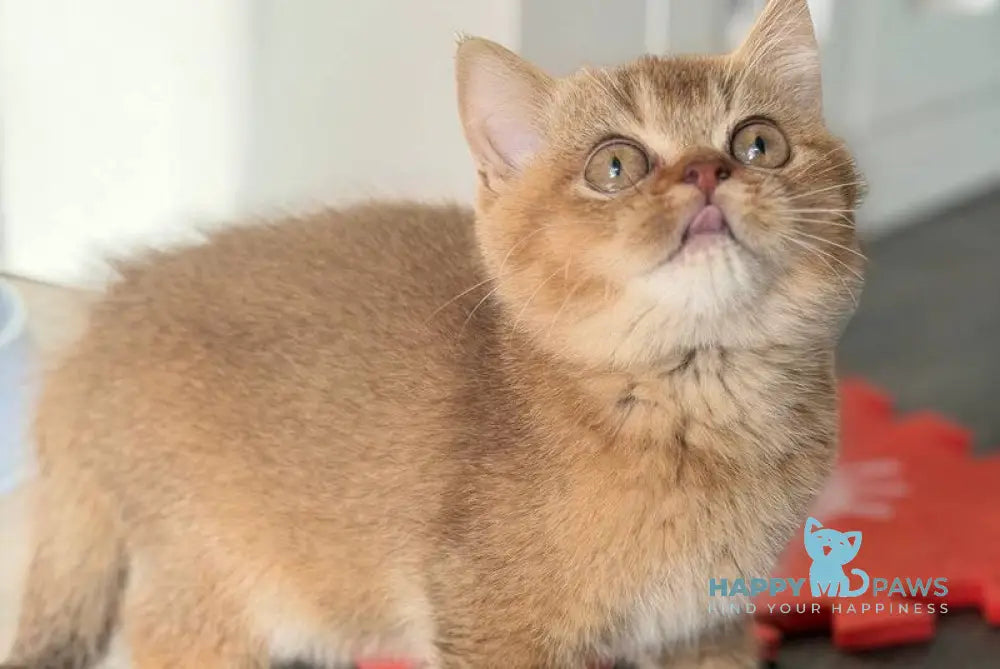 Amur British Shorthair male chocolate golden shaded live animals