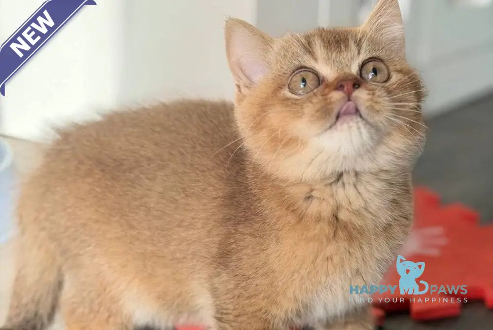 Amur British Shorthair male chocolate golden shaded live animals