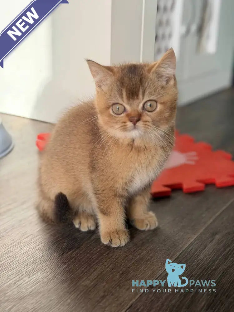 Amur British Shorthair male chocolate golden shaded live animals