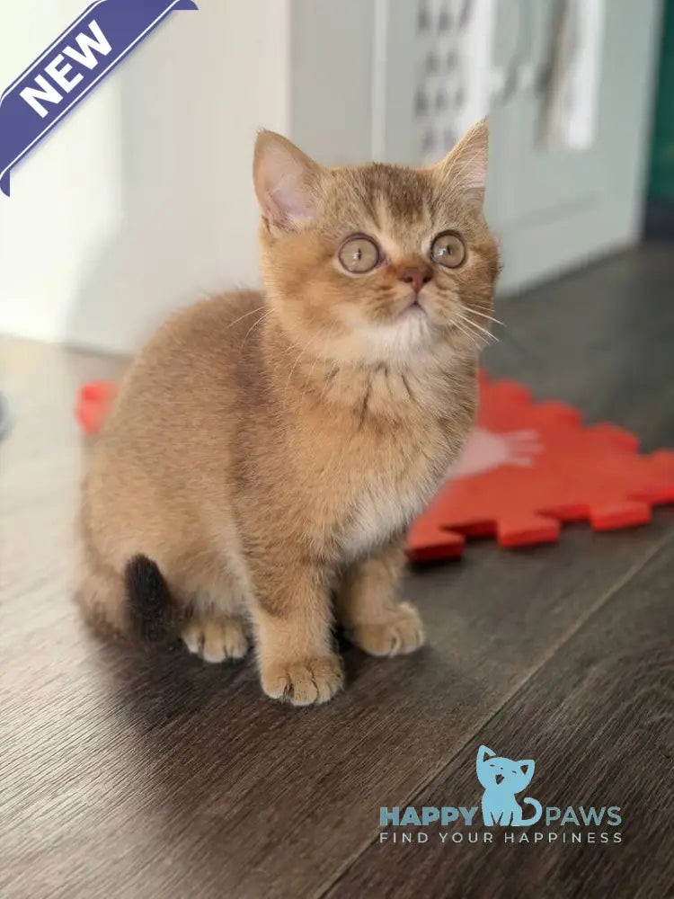 Amur British Shorthair male chocolate golden shaded live animals